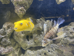 Lionfish and other fish at the AquaZoo Leerdam