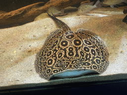 Stingray and other fishes at the AquaZoo Leerdam