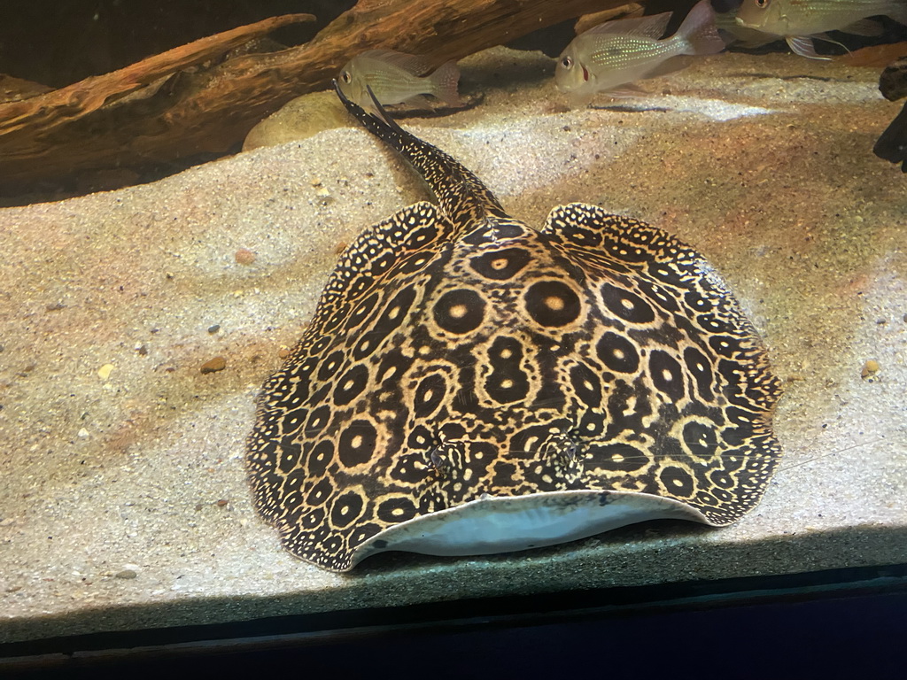 Stingray and other fishes at the AquaZoo Leerdam