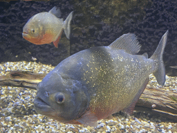 Piranhas at the AquaZoo Leerdam