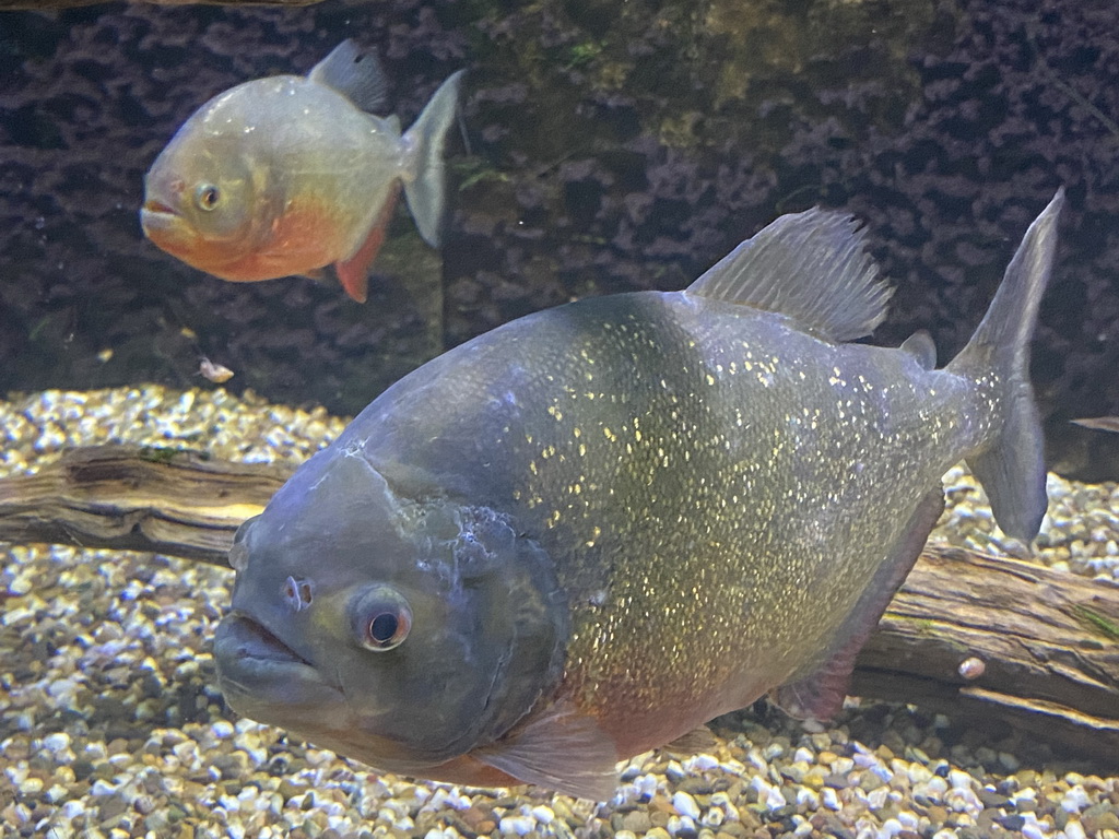 Piranhas at the AquaZoo Leerdam