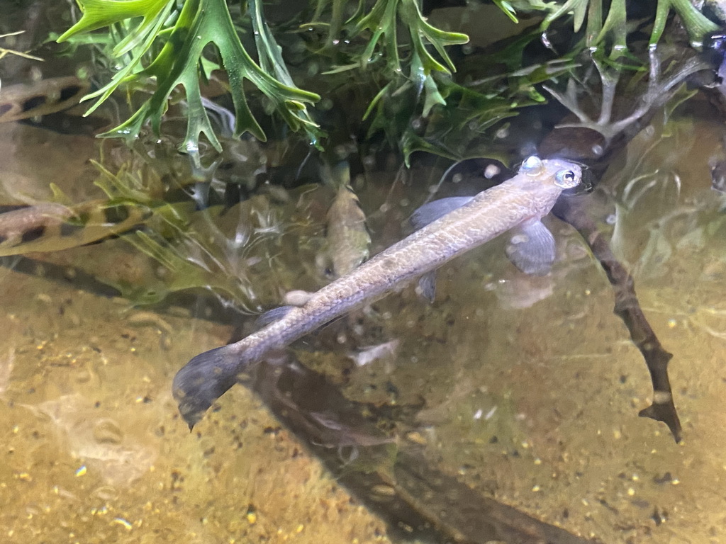 Mudskipper at the AquaZoo Leerdam