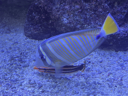 Fishes at the AquaZoo Leerdam