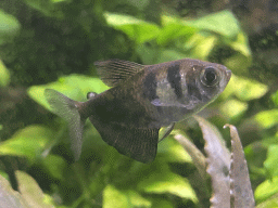 Fish at the AquaZoo Leerdam