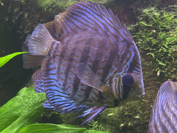 Red Discuses at the AquaZoo Leerdam