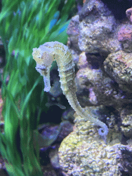 Longsnout Seahorse at the AquaZoo Leerdam