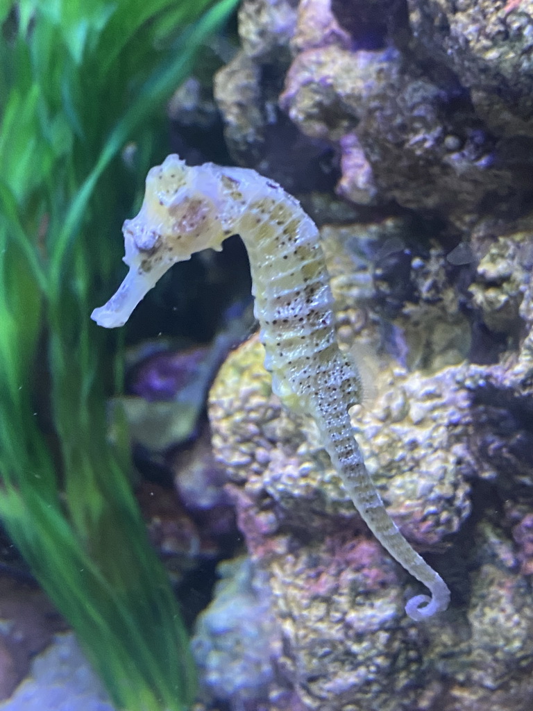 Longsnout Seahorse at the AquaZoo Leerdam