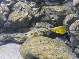 Pufferfish at the AquaZoo Leerdam