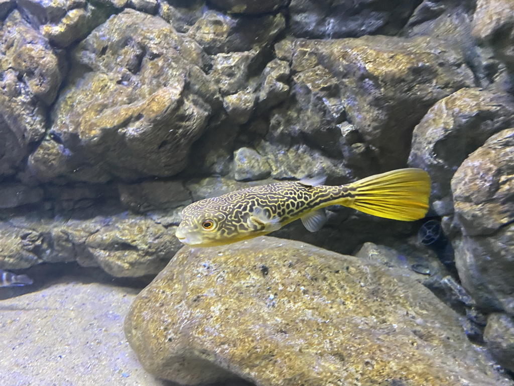 Pufferfish at the AquaZoo Leerdam