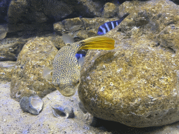 Pufferfish and other fishes at the AquaZoo Leerdam