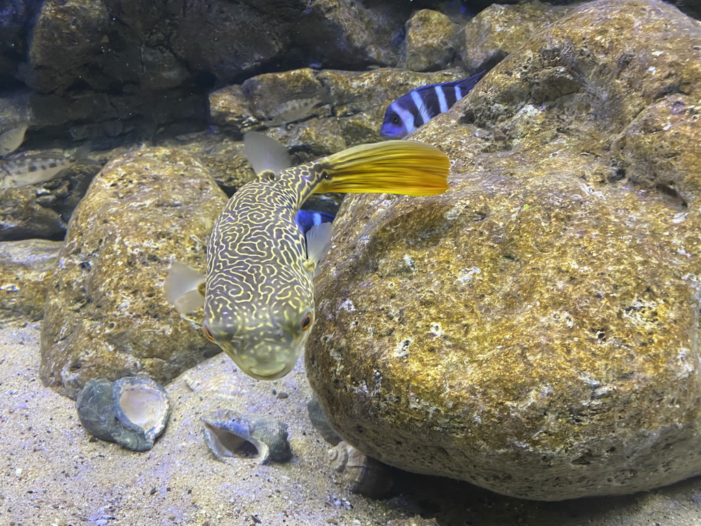 Pufferfish and other fishes at the AquaZoo Leerdam