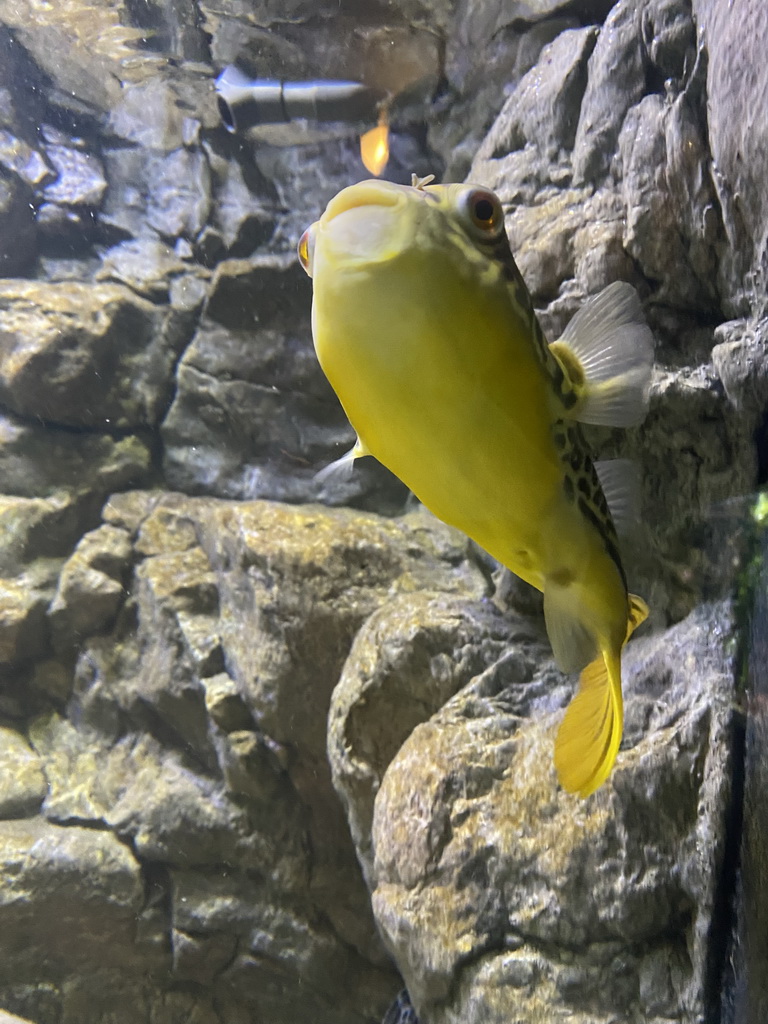 Pufferfish at the AquaZoo Leerdam