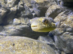 Pufferfish at the AquaZoo Leerdam