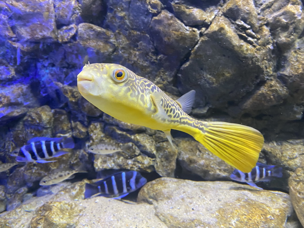 Pufferfish and other fishes at the AquaZoo Leerdam