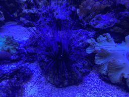 Sea Urchin at the AquaZoo Leerdam