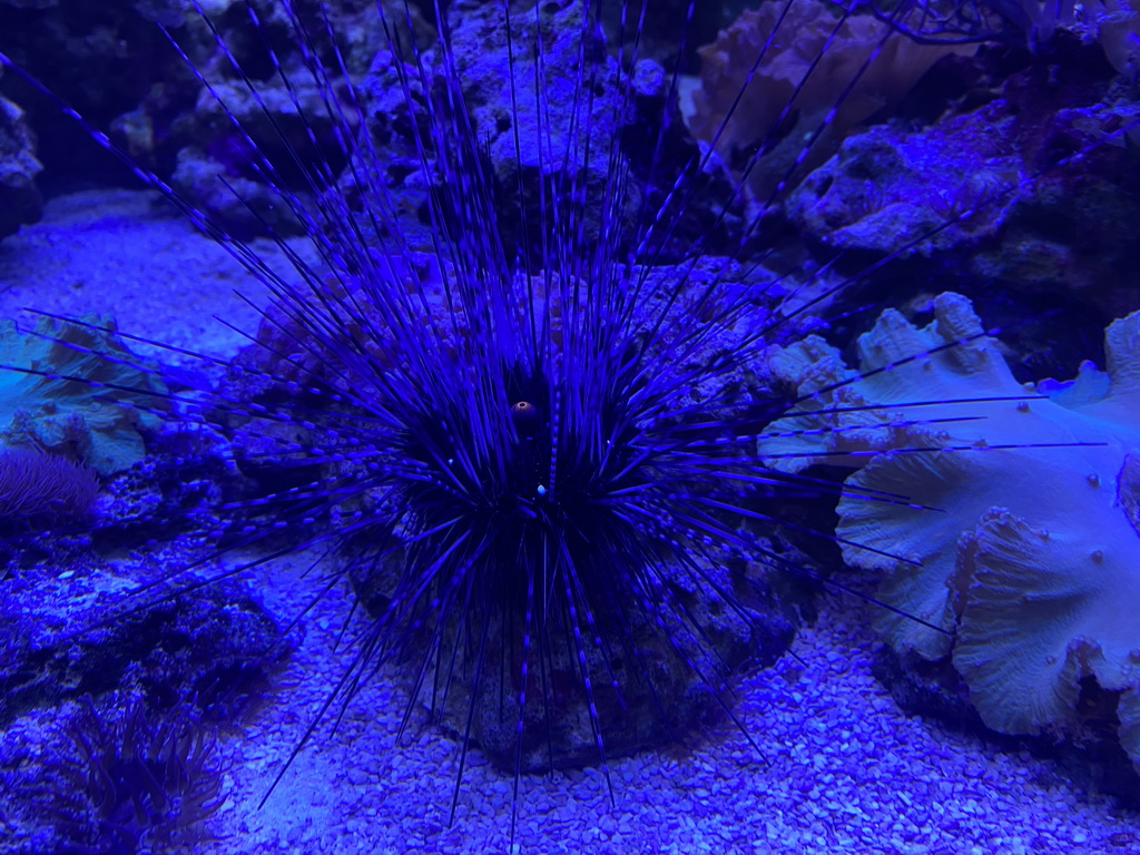 Sea Urchin at the AquaZoo Leerdam