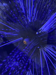 Sea Urchin at the AquaZoo Leerdam