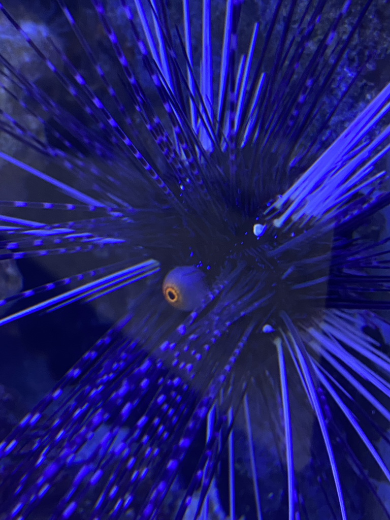 Sea Urchin at the AquaZoo Leerdam