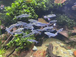 Fishes at the AquaZoo Leerdam