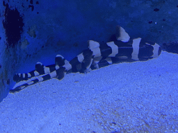 Young Brownbanded Bamboo Sharks at the AquaZoo Leerdam