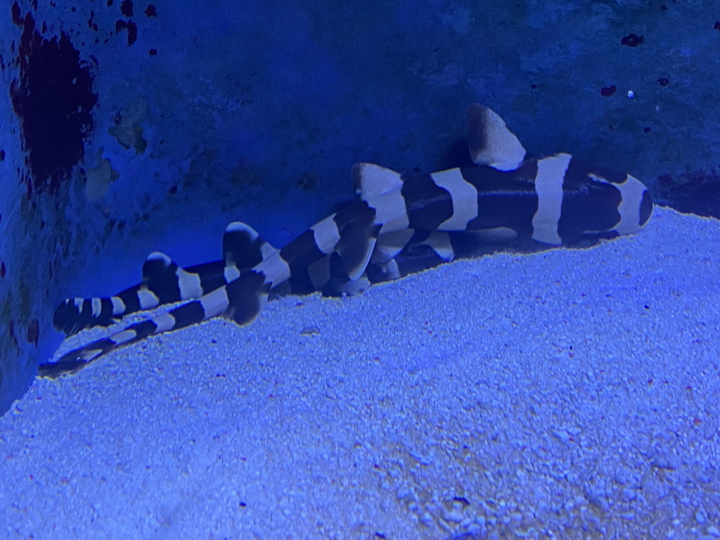 Young Brownbanded Bamboo Sharks at the AquaZoo Leerdam