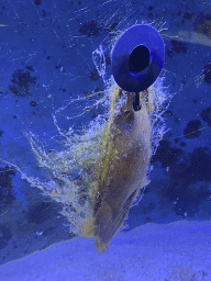 Brownbanded Bamboo Shark egg at the AquaZoo Leerdam