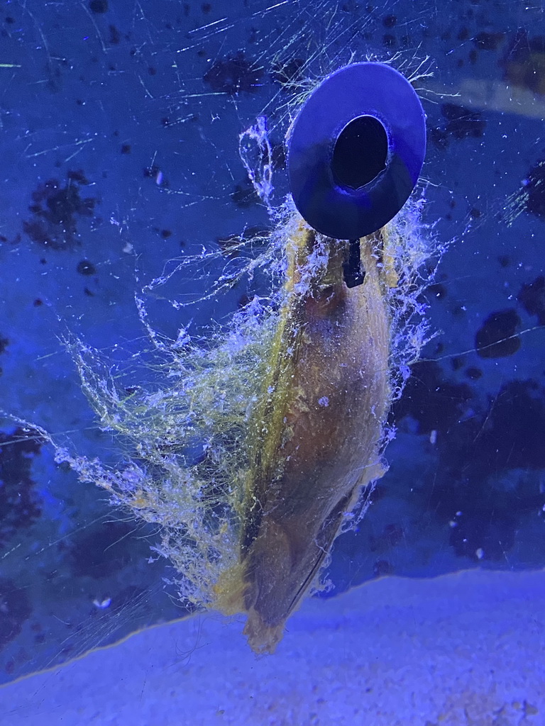 Brownbanded Bamboo Shark egg at the AquaZoo Leerdam