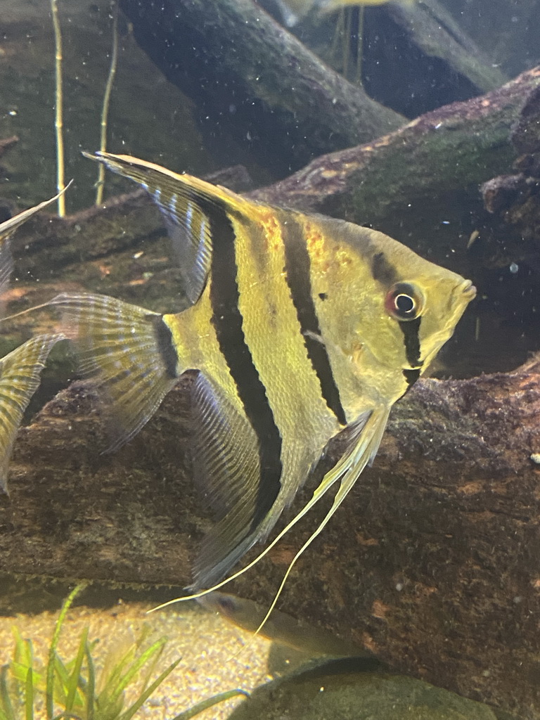 Freshwater Angelfish at the AquaZoo Leerdam