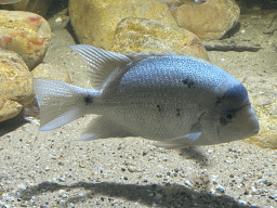 White Cichlid at the AquaZoo Leerdam