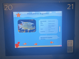 Explanation on the White Cichlid at the AquaZoo Leerdam