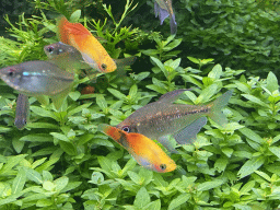 Fishes at the AquaZoo Leerdam