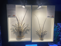 Exoskeletons of the Ornate Spiny Lobster at the AquaZoo Leerdam, with explanation