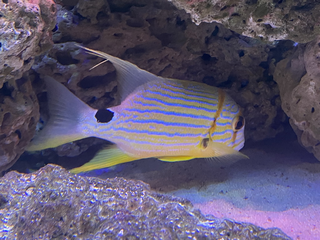 Fish at the AquaZoo Leerdam