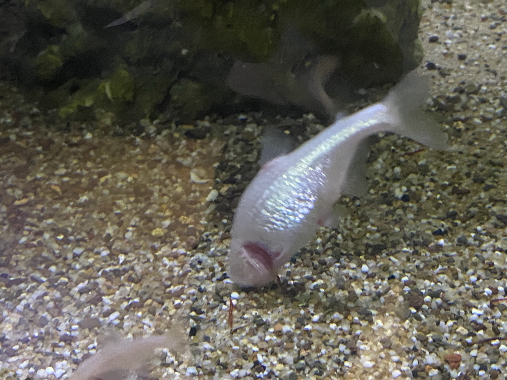 Blind Cave Fishes at the AquaZoo Leerdam