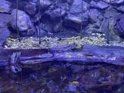 Mudskipper at the AquaZoo Leerdam