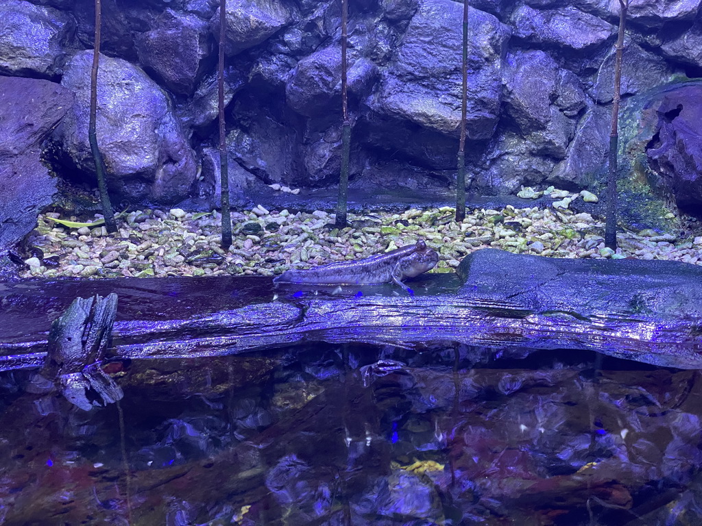 Mudskipper at the AquaZoo Leerdam