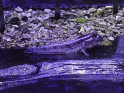 Mudskipper at the AquaZoo Leerdam