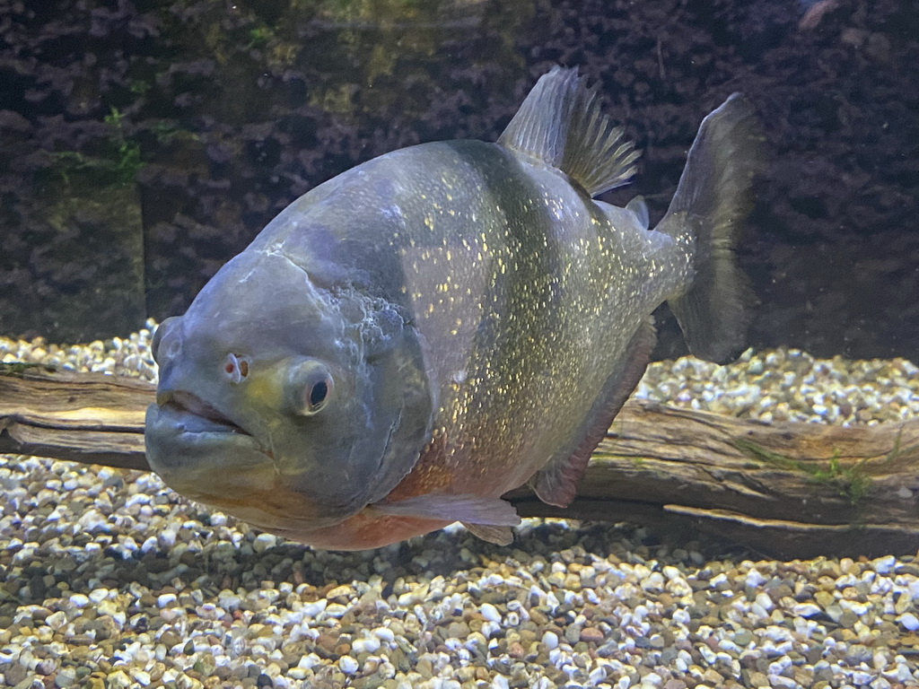 Piranha at the AquaZoo Leerdam