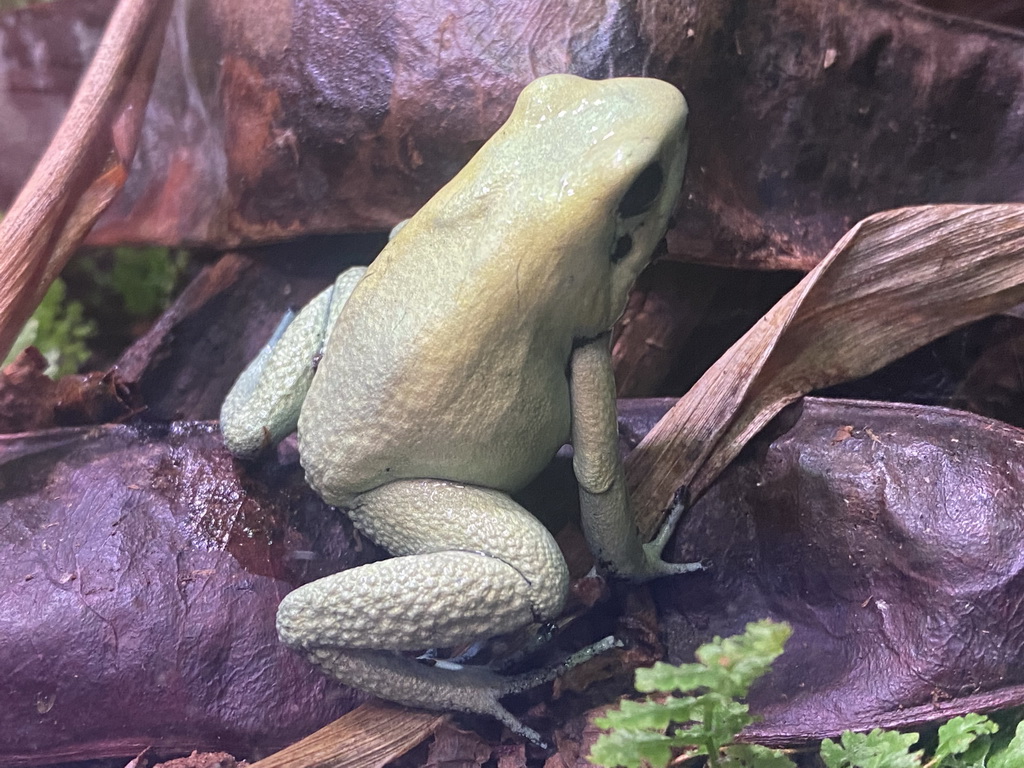 Terrible Dart Frog at the AquaZoo Leerdam