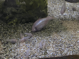 Blind Cave Fishes at the AquaZoo Leerdam