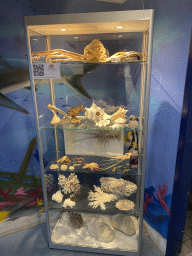 Closet with stuffed animals, seashells and coral at the lobby of the AquaZoo Leerdam