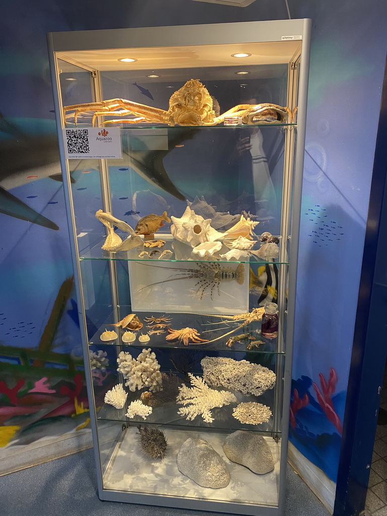 Closet with stuffed animals, seashells and coral at the lobby of the AquaZoo Leerdam
