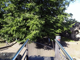 Miaomiao and Max at the Burcht van Leiden castle, viewed from the top of the staircase to the ramparts