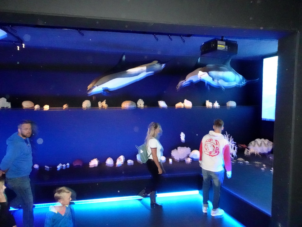 Seashells and stuffed Dolphins at the Life exhibition at the Second Floor of the Naturalis Biodiversity Center