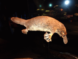 Stuffed Platypus at the Life exhibition at the Second Floor of the Naturalis Biodiversity Center