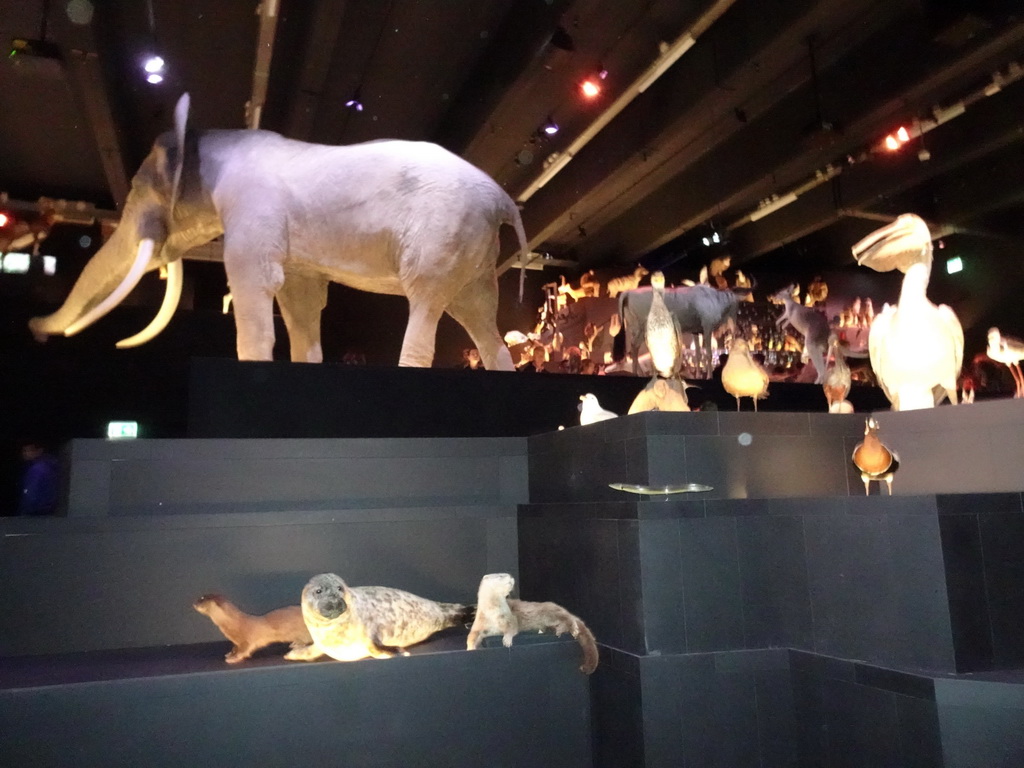 Stuffed animals at the Life exhibition at the Second Floor of the Naturalis Biodiversity Center