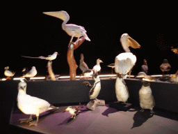 Stuffed birds at the Life exhibition at the Second Floor of the Naturalis Biodiversity Center