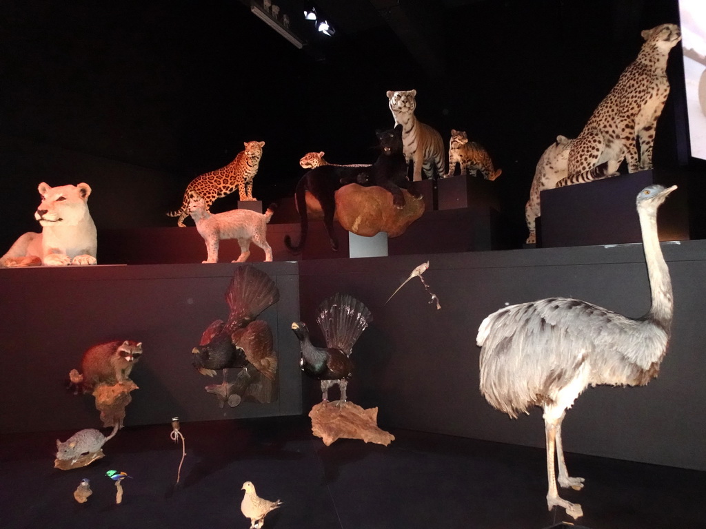 Stuffed animals at the Life exhibition at the Second Floor of the Naturalis Biodiversity Center