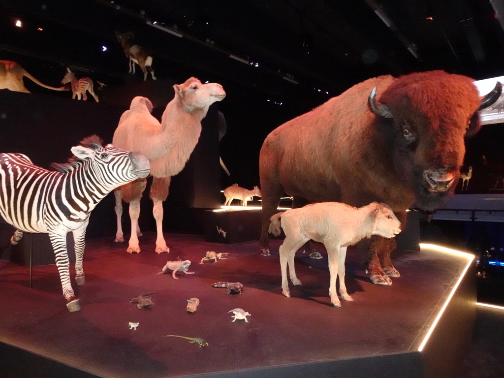 Stuffed animals at the Life exhibition at the Second Floor of the Naturalis Biodiversity Center