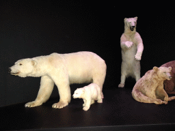 Stuffed Bears at the Life exhibition at the Second Floor of the Naturalis Biodiversity Center